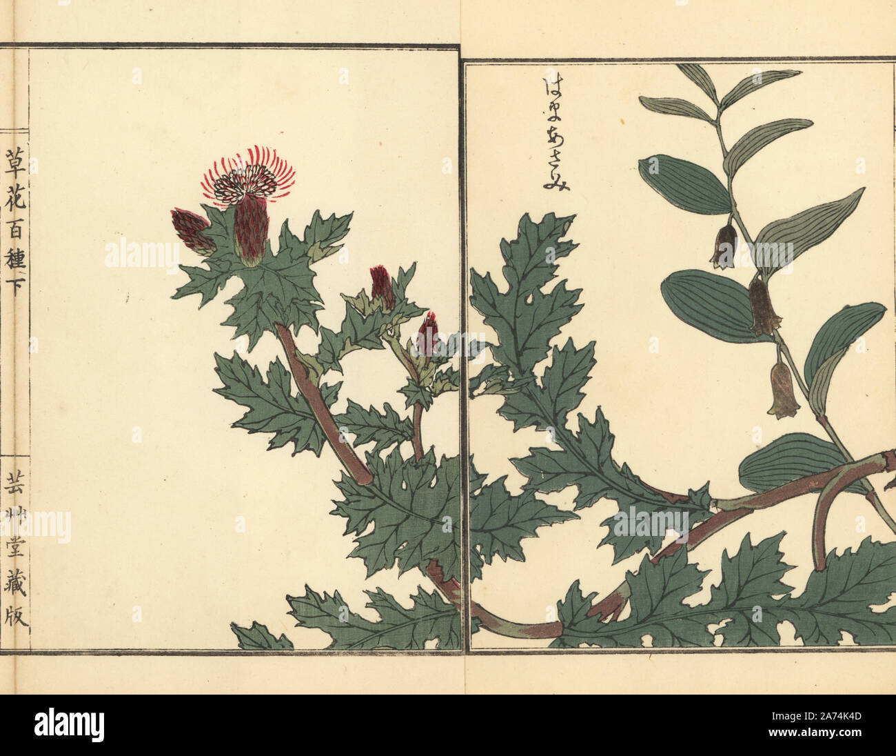 Hama azami or beach thistle, Cirsium maritimum Makino. Handcoloured woodblock print by Kono Bairei from Kusa Bana Hyakushu (One Hundred Varieties of Flowers), Tokyo, Yamada, 1901. Stock Photo