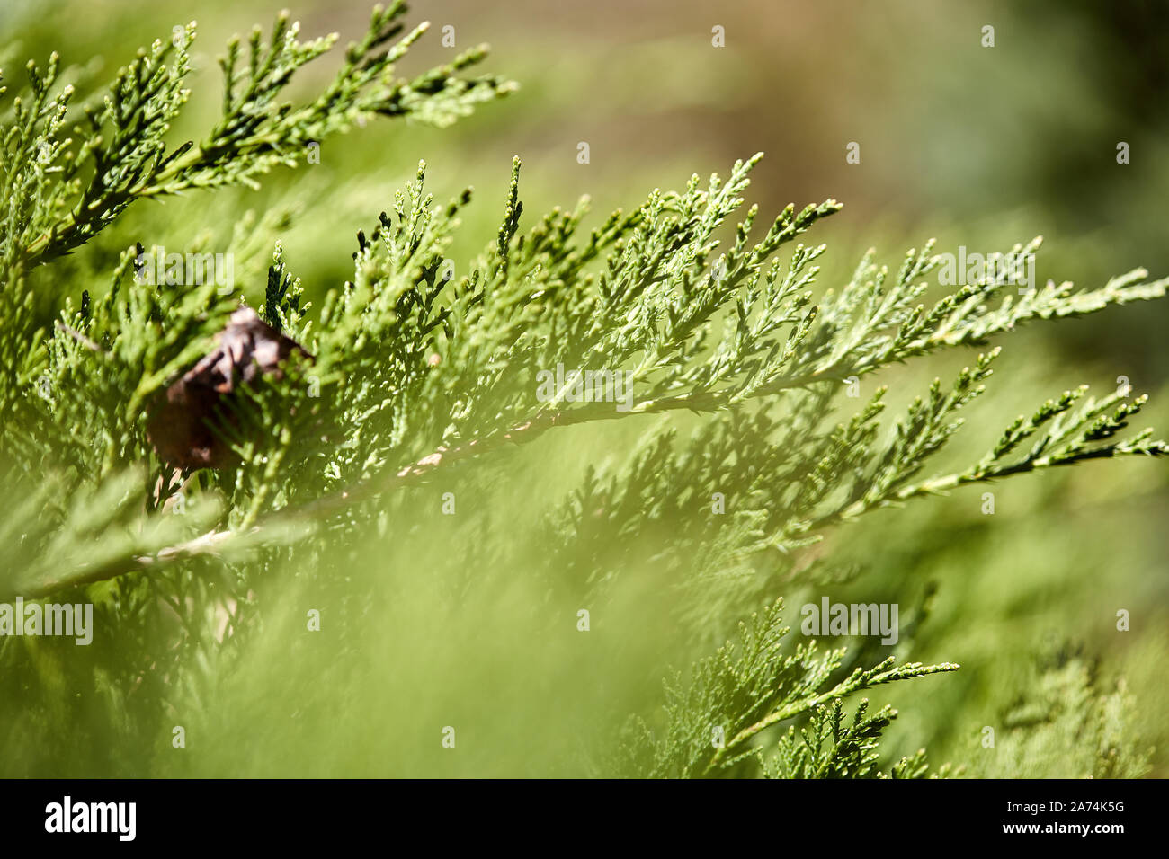 White cedar bush depth of field background Stock Photo