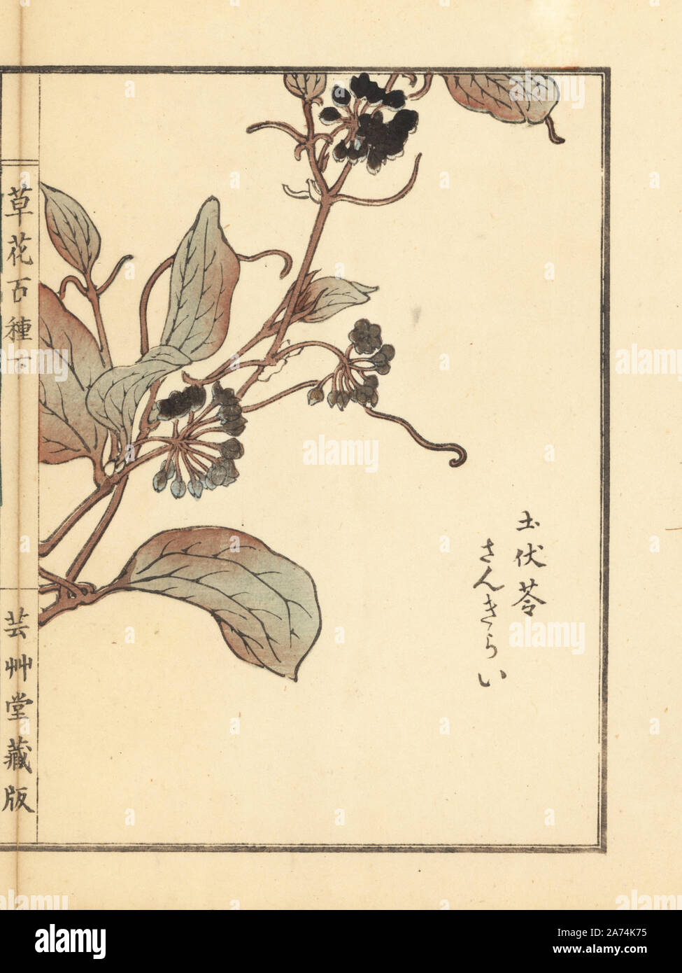 Sankirai or Chinaroot, Smilax glabra. Handcoloured woodblock print by Kono Bairei from Kusa Bana Hyakushu (One Hundred Varieties of Flowers), Tokyo, Yamada, 1901. Stock Photo