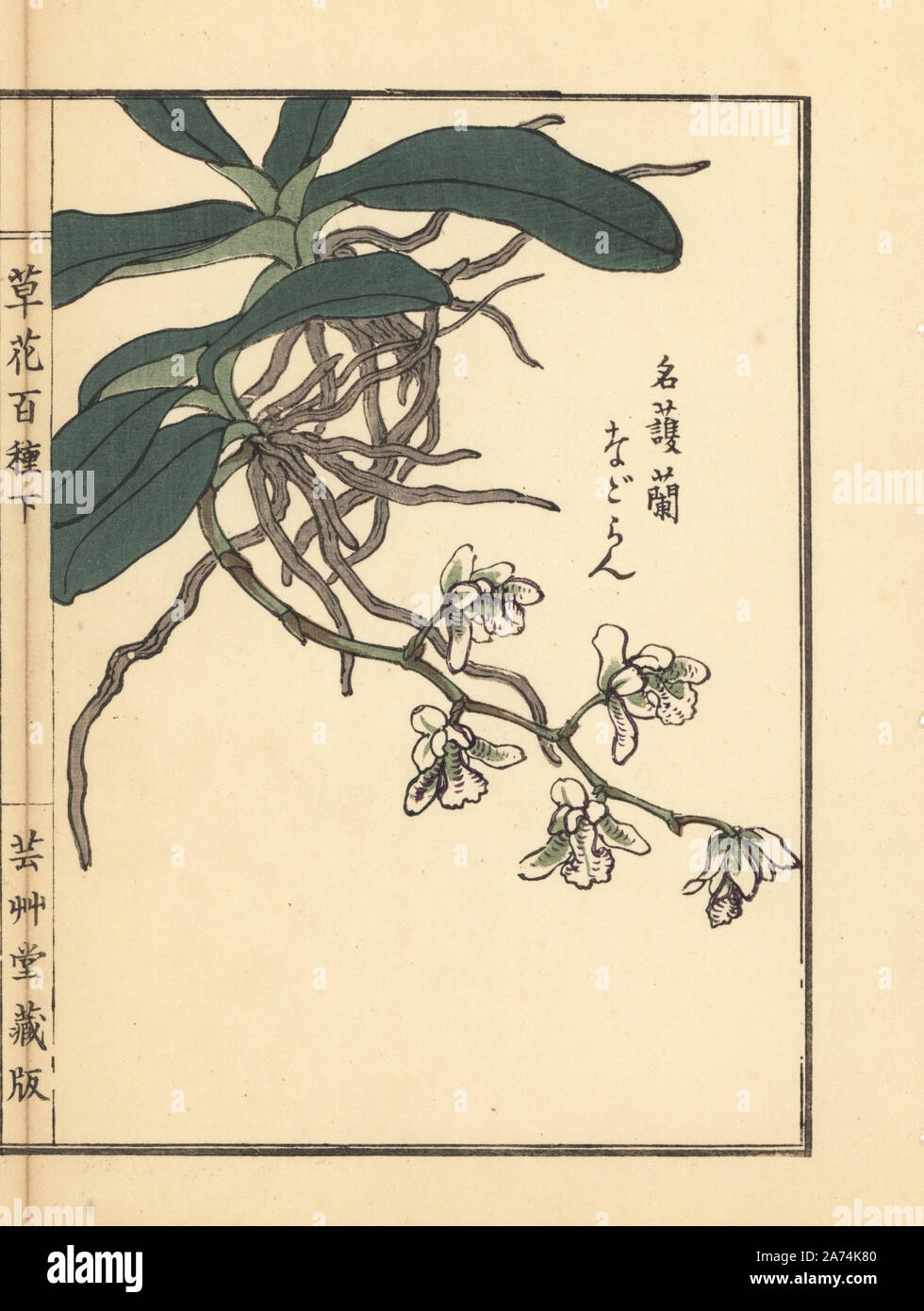 Nagoran or Japan sedirea orchid, Aerides japonicum Reichb. Handcoloured woodblock print by Kono Bairei from Kusa Bana Hyakushu (One Hundred Varieties of Flowers), Tokyo, Yamada, 1901. Stock Photo
