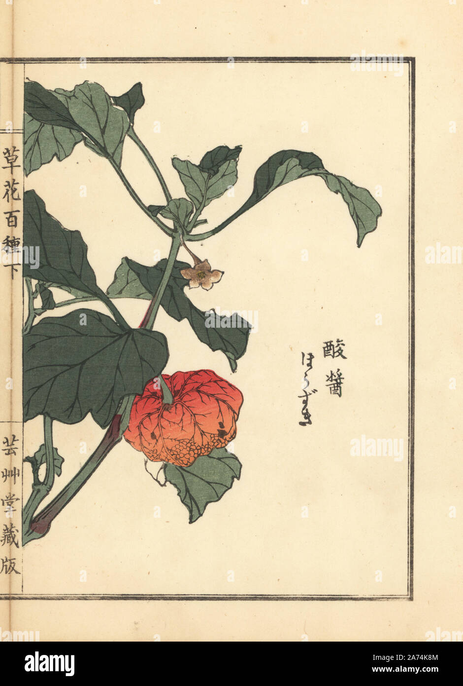 Houzuki or Chinese lantern plant, Physalis alkekengi var. franchetii. Handcoloured woodblock print by Kono Bairei from Kusa Bana Hyakushu (One Hundred Varieties of Flowers), Tokyo, Yamada, 1901. Stock Photo