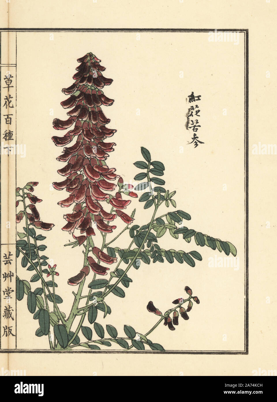 Kouka or kujin, Sophora flavescens. Root used in Chinese medicine as ku shen. Handcoloured woodblock print by Kono Bairei from Kusa Bana Hyakushu (One Hundred Varieties of Flowers), Tokyo, Yamada, 1901. Stock Photo