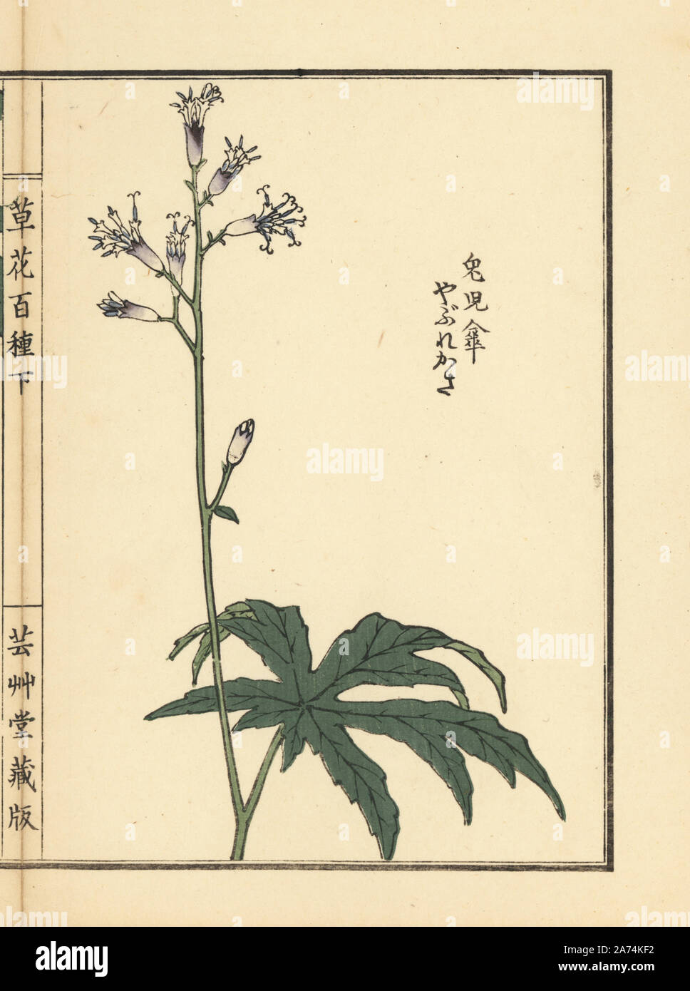 Yaburegasa or shredded umbrella plant, Syneilesis palmata. Handcoloured woodblock print by Kono Bairei from Kusa Bana Hyakushu (One Hundred Varieties of Flowers), Tokyo, Yamada, 1901. Stock Photo