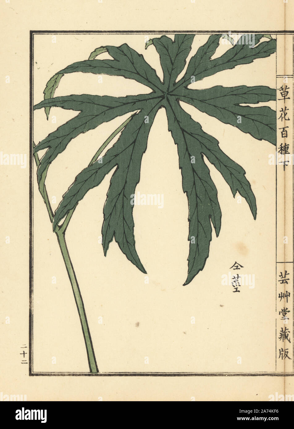 Yaburegasa or shredded umbrella plant, Syneilesis palmata. Handcoloured woodblock print by Kono Bairei from Kusa Bana Hyakushu (One Hundred Varieties of Flowers), Tokyo, Yamada, 1901. Stock Photo