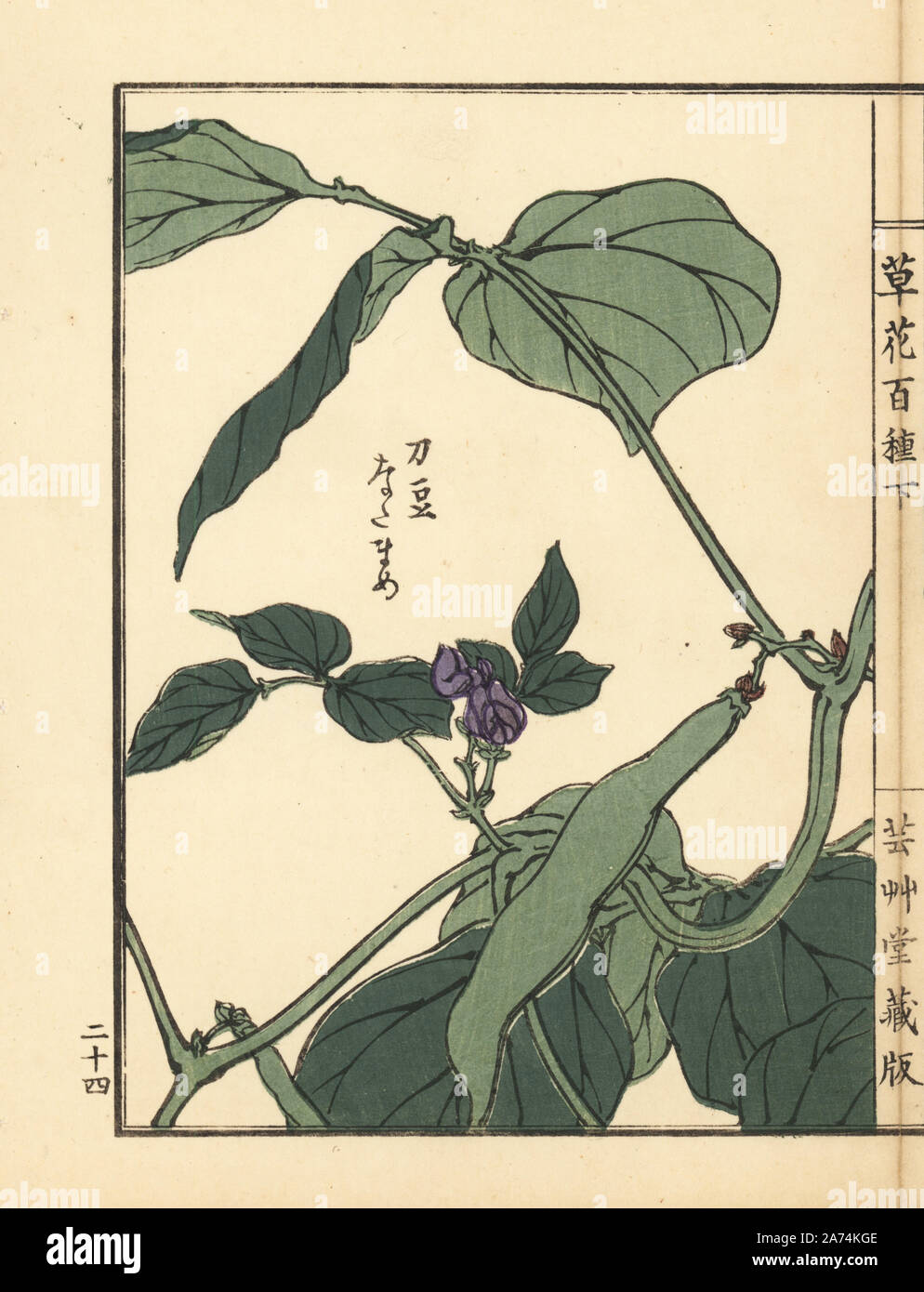 Natamame or sword bean, Canavalia gladiata. Handcoloured woodblock print by Kono Bairei from Kusa Bana Hyakushu (One Hundred Varieties of Flowers), Tokyo, Yamada, 1901. Stock Photo
