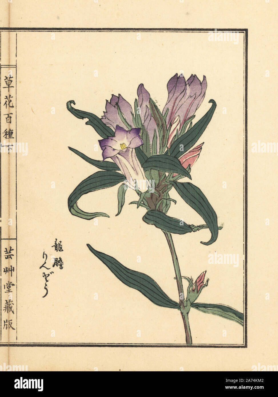 Rindou or Japanese gentian, Gentiana scabra var. buergeri. Handcoloured woodblock print by Kono Bairei from Kusa Bana Hyakushu (One Hundred Varieties of Flowers), Tokyo, Yamada, 1901. Stock Photo
