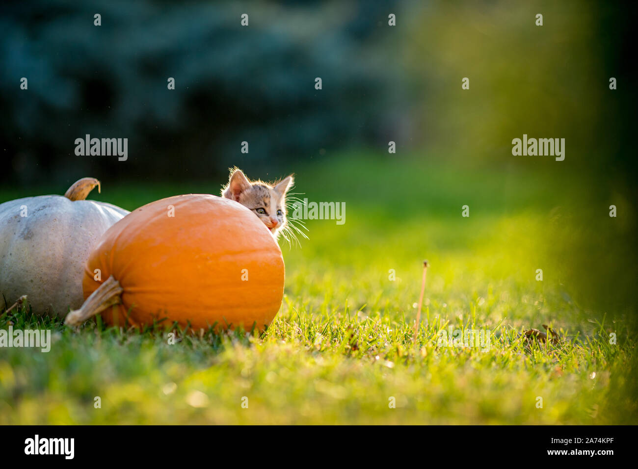 Cute siblings kittens play and sit around pumpkins on green autumn ...
