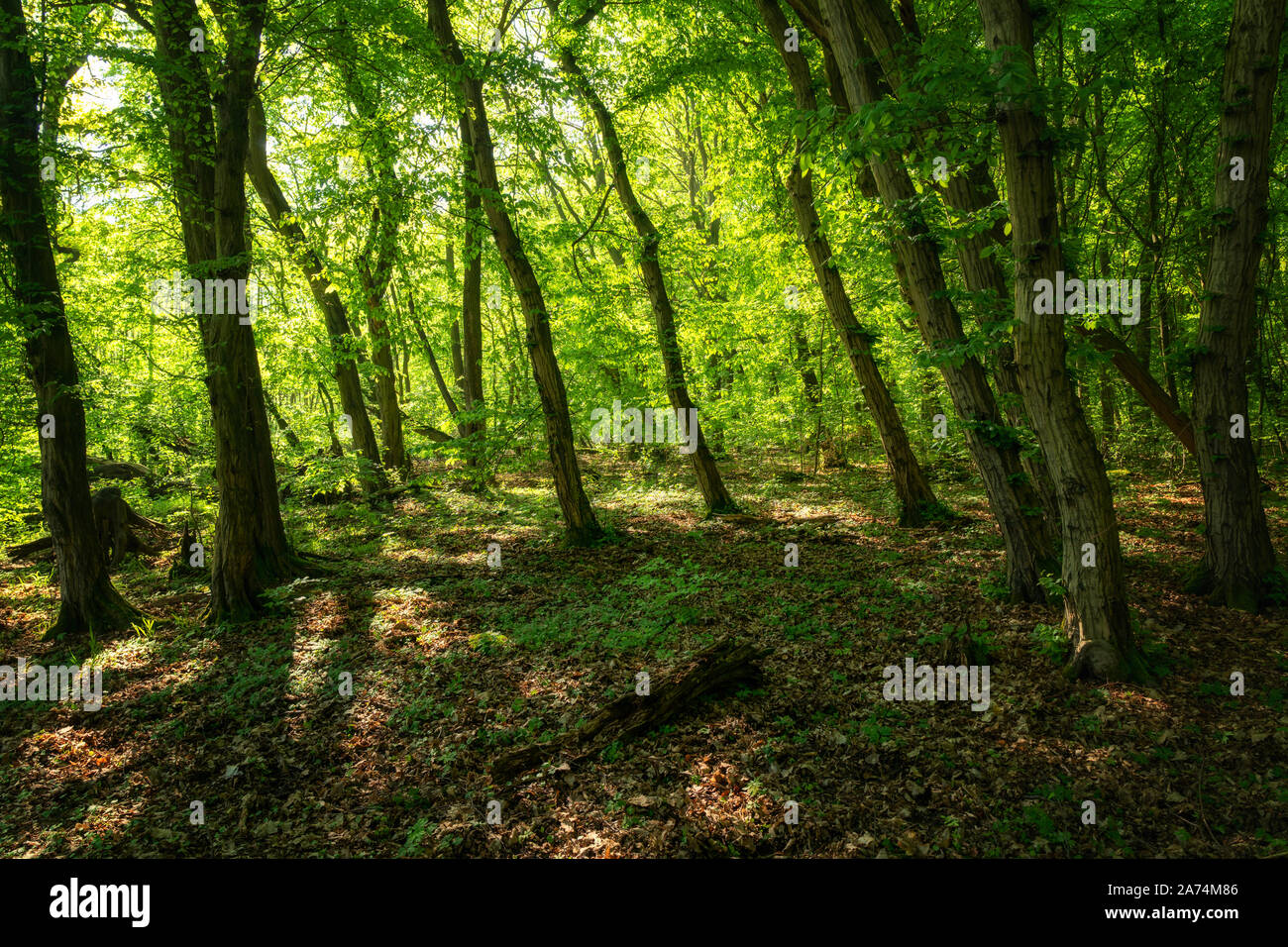 Light and shadow in the Hainich National Park Stock Photo