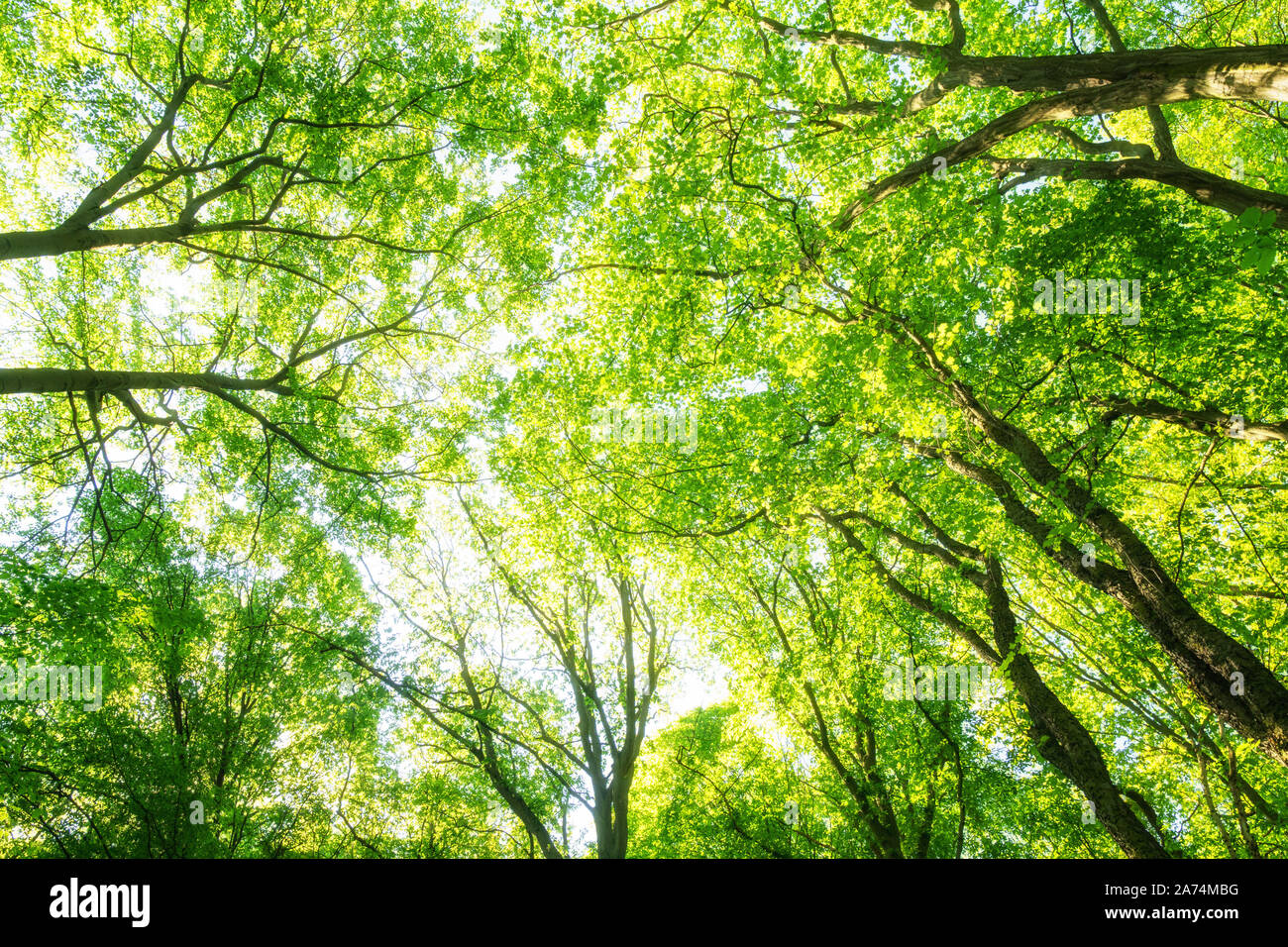 Green treetops in the Hainich National Park Stock Photo