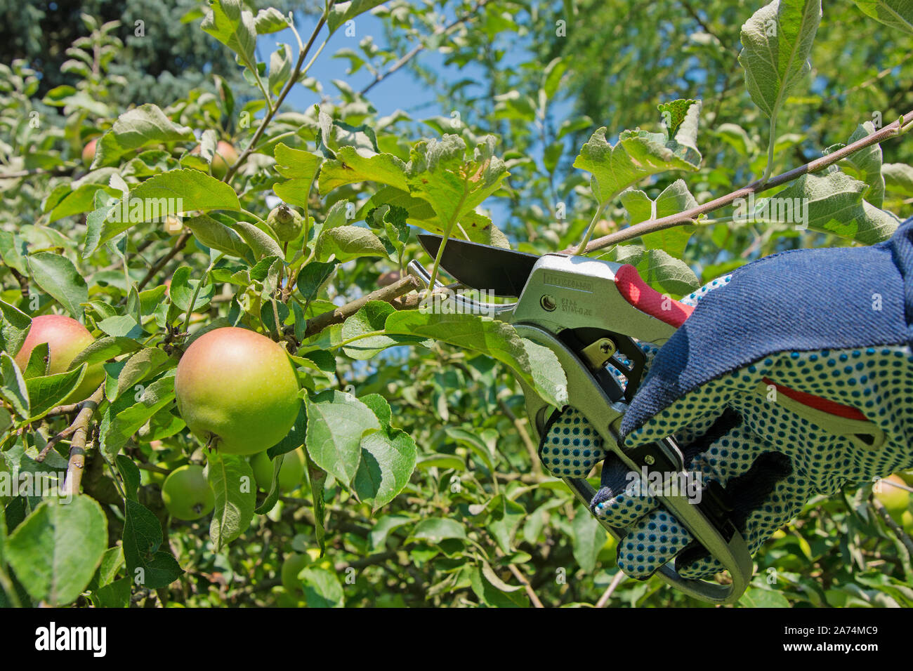 Tree pruning, fruit tree, apple tree in summer Stock Photo