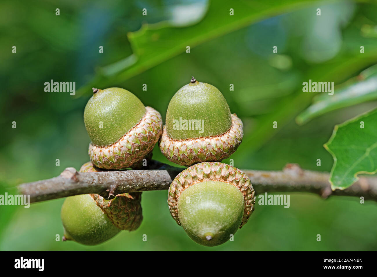 Fruits of the marsh oak, Quercus palustris Stock Photo
