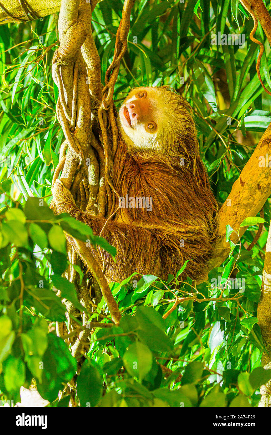 Hoffman's twotoed Sloth (Choloepus hoffmanni) Climbing A Tree Stock Photo Alamy