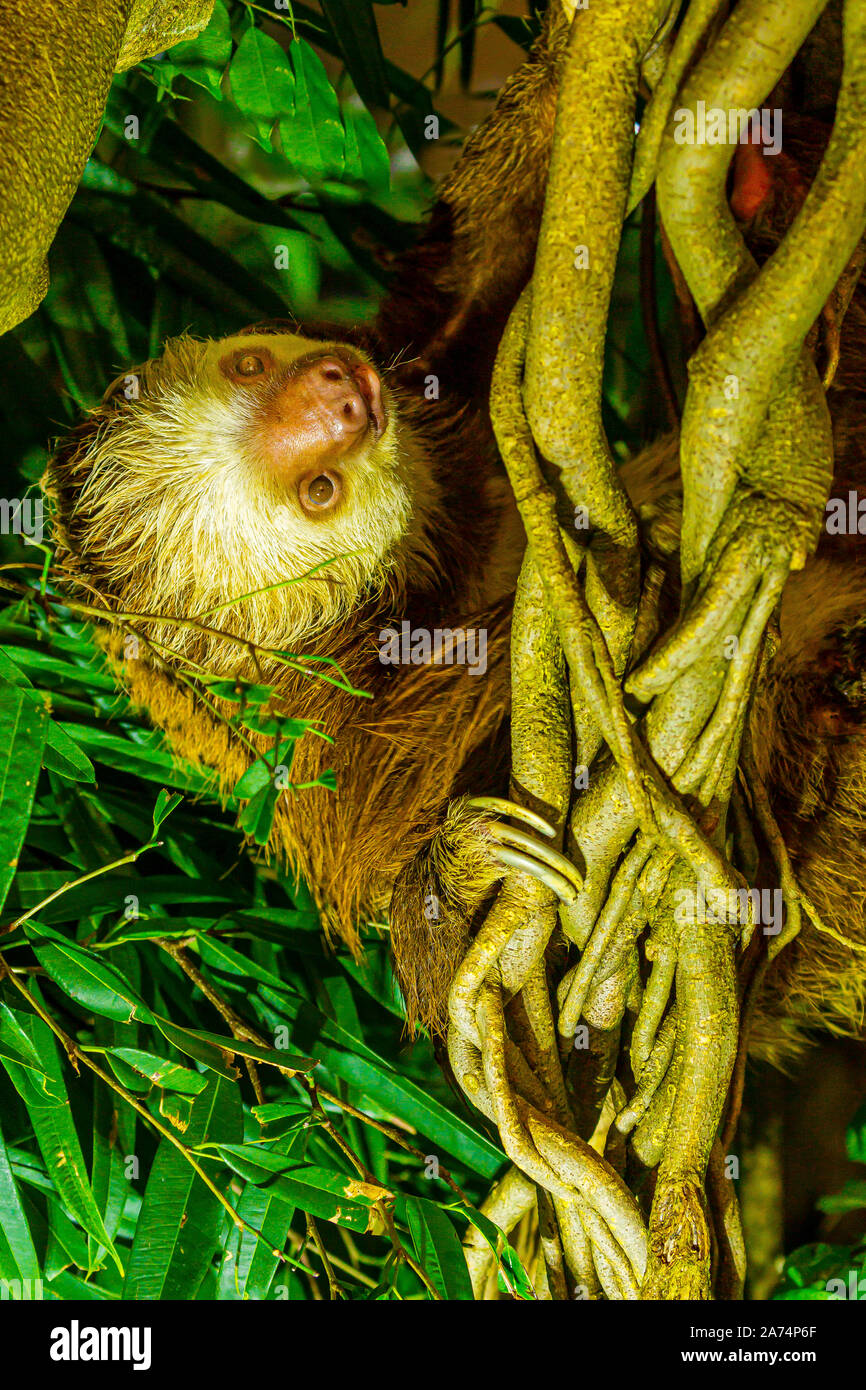 Hoffman's two-toed Sloth (Choloepus hoffmanni) Climbing A Tree Stock ...