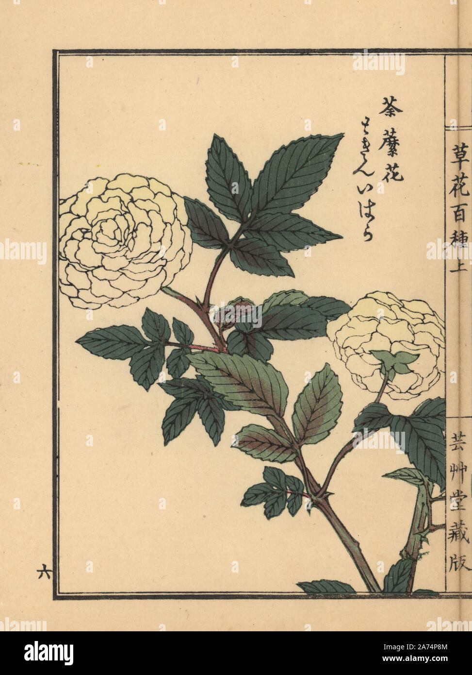 Tokin' ibara or roseleaf bramble, Rubus rosifolius. Handcoloured woodblock print by Kono Bairei from Kusa Bana Hyakushu (One Hundred Varieties of Flowers), Tokyo, Yamada, 1901. Stock Photo