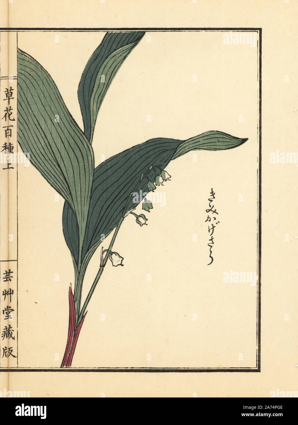 Kimikagesou, suzuran or lily of the valley, Convallaria majalis. Handcoloured woodblock print by Kono Bairei from Kusa Bana Hyakushu (One Hundred Varieties of Flowers), Tokyo, Yamada, 1901. Stock Photo