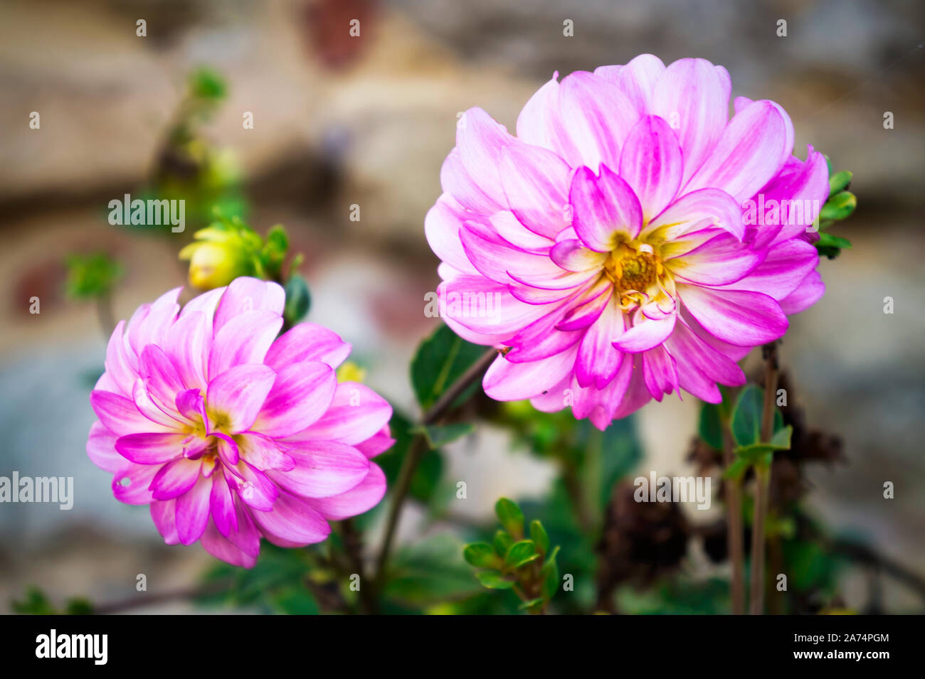 Pink flowers in Buonconvento Stock Photo