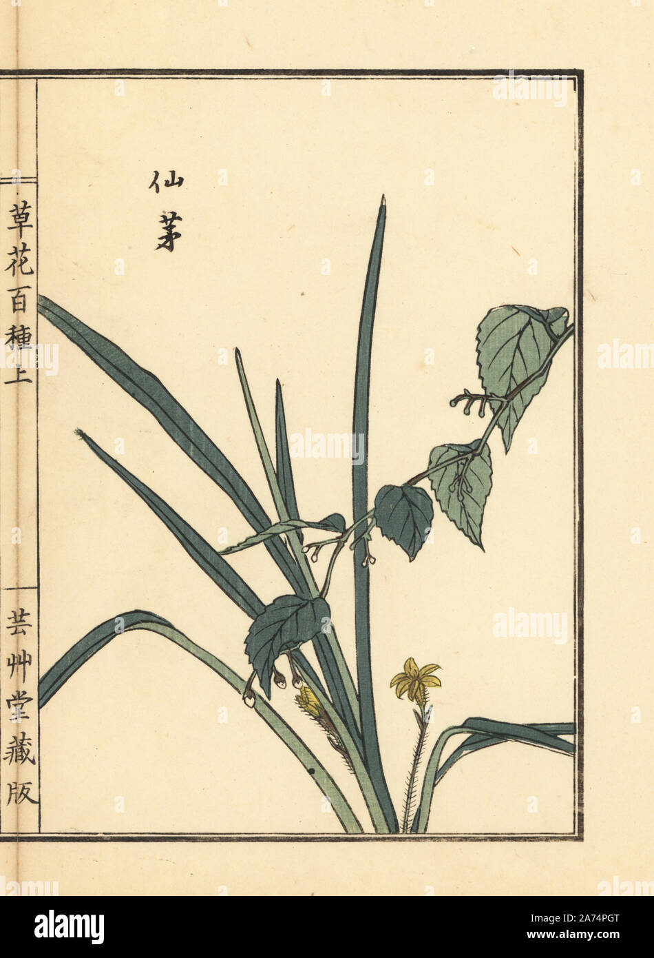 Kinbaizawa or golden-eye grass, Curculigo orchioides. Handcoloured woodblock print by Kono Bairei from Kusa Bana Hyakushu (One Hundred Varieties of Flowers), Tokyo, Yamada, 1901. Stock Photo