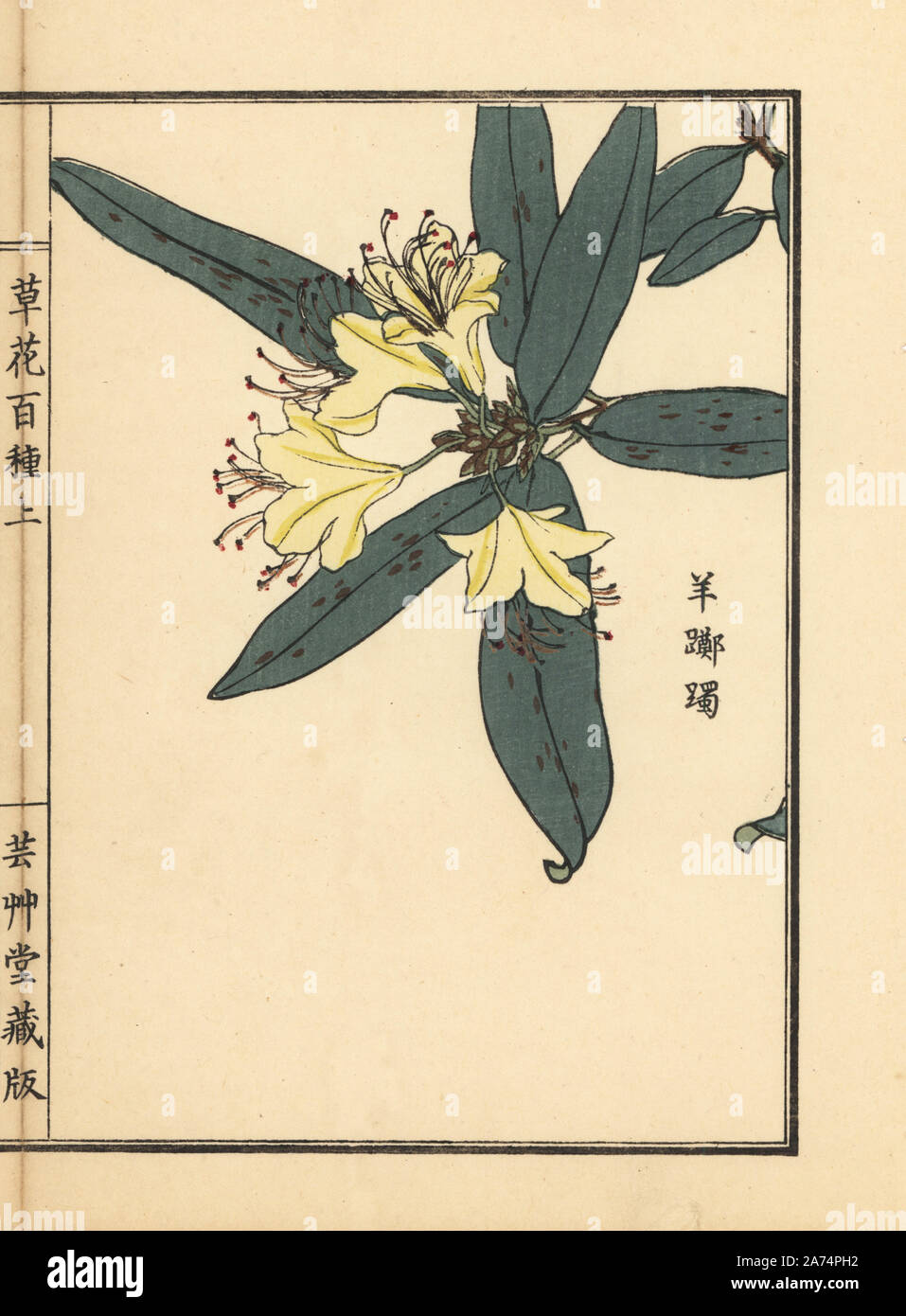 Page 6 Deciduous Azalea High Resolution Stock Photography And Images Alamy