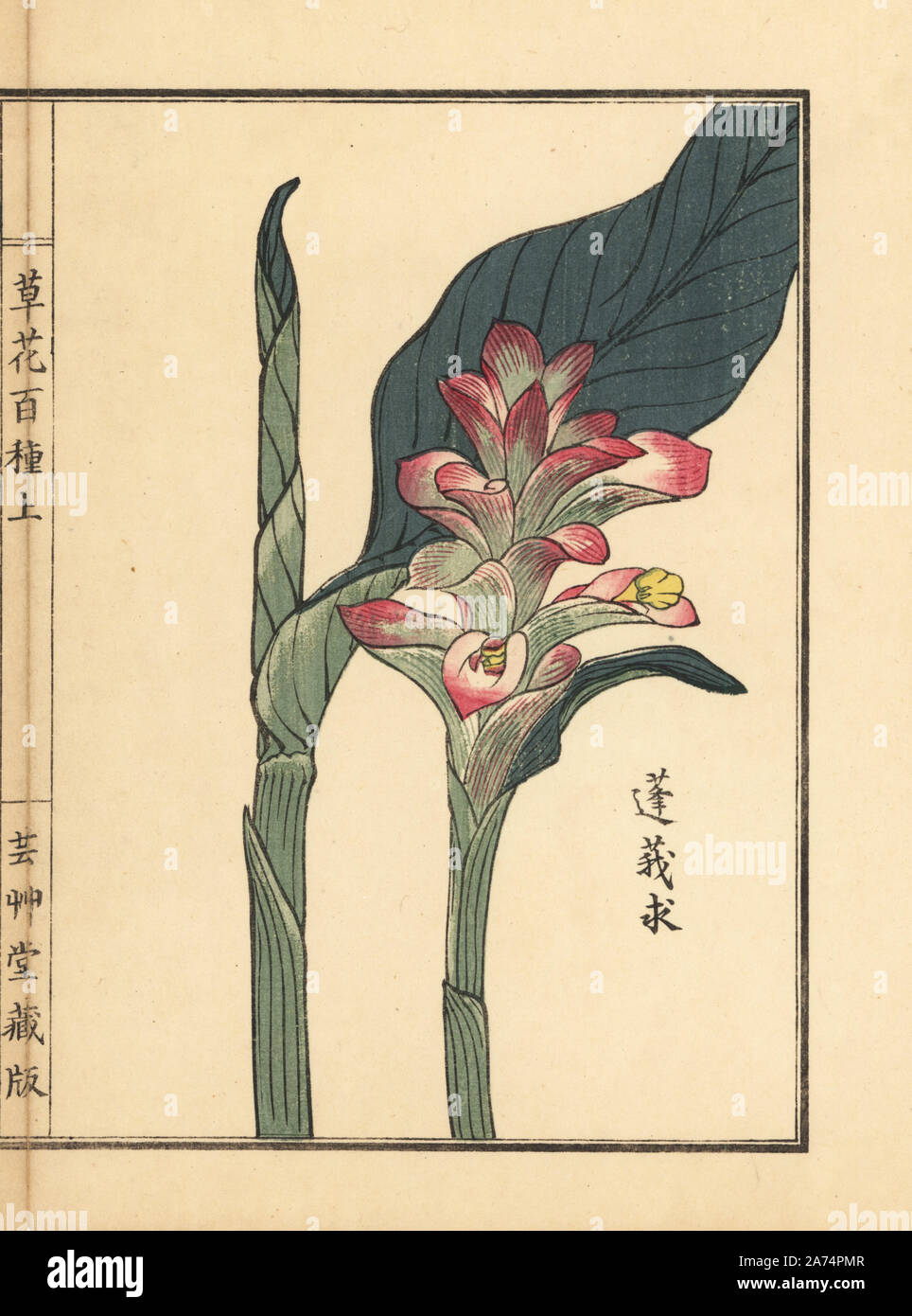 Gajutsu or white turmeric or zedoary, Curcuma zedoaria. Handcoloured woodblock print by Kono Bairei from Kusa Bana Hyakushu (One Hundred Varieties of Flowers), Tokyo, Yamada, 1901. Stock Photo