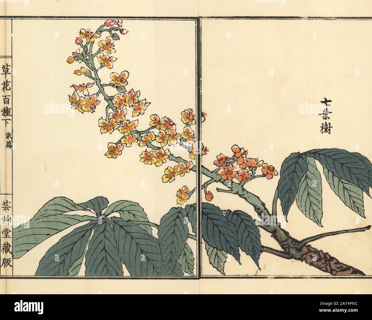 Tochinoki or Japanese horse chestnut, Aesculus turbinata. Handcoloured woodblock print by Kono Bairei from Kusa Bana Hyakushu (One Hundred Varieties of Flowers), Tokyo, Yamada, 1901. Stock Photo