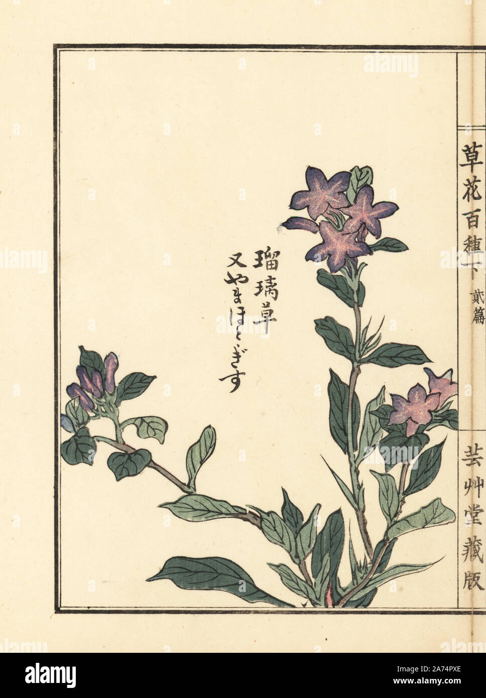 Yamahotogisu or toad lily, Tricyrtis macropoda. Handcoloured woodblock print by Kono Bairei from Kusa Bana Hyakushu (One Hundred Varieties of Flowers), Tokyo, Yamada, 1901. Stock Photo