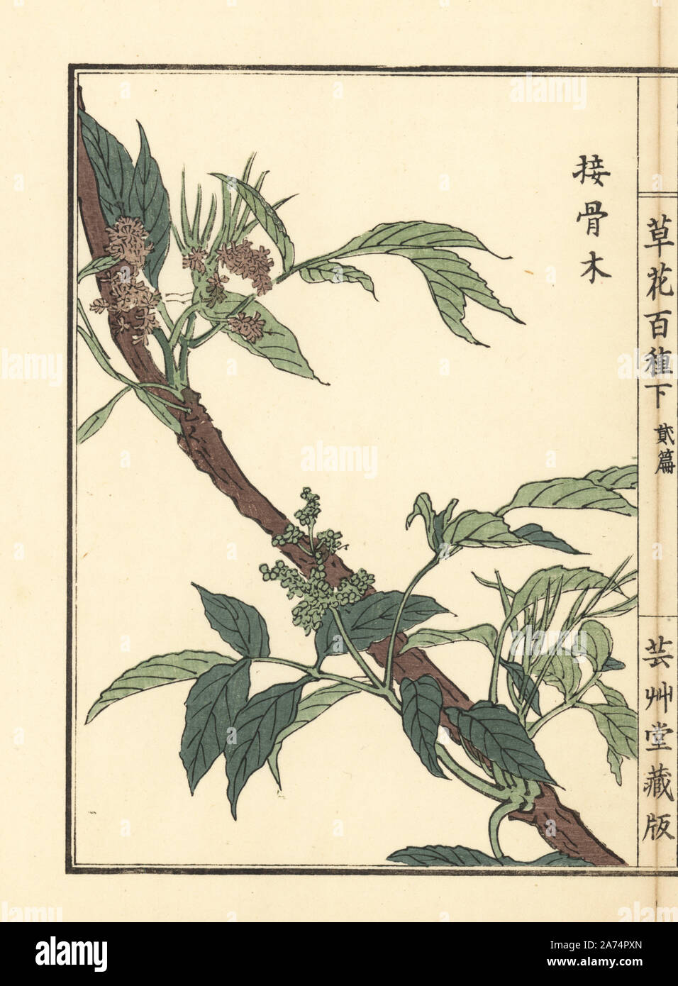 Niwatoko or red elderberry, Sambucus racemosa subsp. sieboldiana. Handcoloured woodblock print by Kono Bairei from Kusa Bana Hyakushu (One Hundred Varieties of Flowers), Tokyo, Yamada, 1901. Stock Photo
