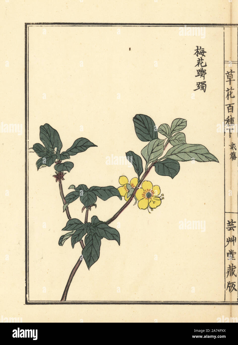 Baika tsutsuji or yellow azalea, Rhododendron species. Handcoloured woodblock print by Kono Bairei from Kusa Bana Hyakushu (One Hundred Varieties of Flowers), Tokyo, Yamada, 1901. Stock Photo