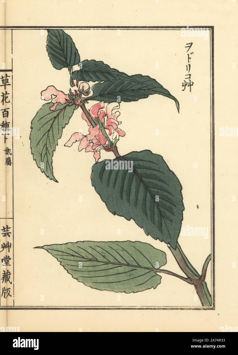 Odorikosou or white nettle, Lamium album var. barbatum. Handcoloured woodblock print by Kono Bairei from Kusa Bana Hyakushu (One Hundred Varieties of Flowers), Tokyo, Yamada, 1901. Stock Photo