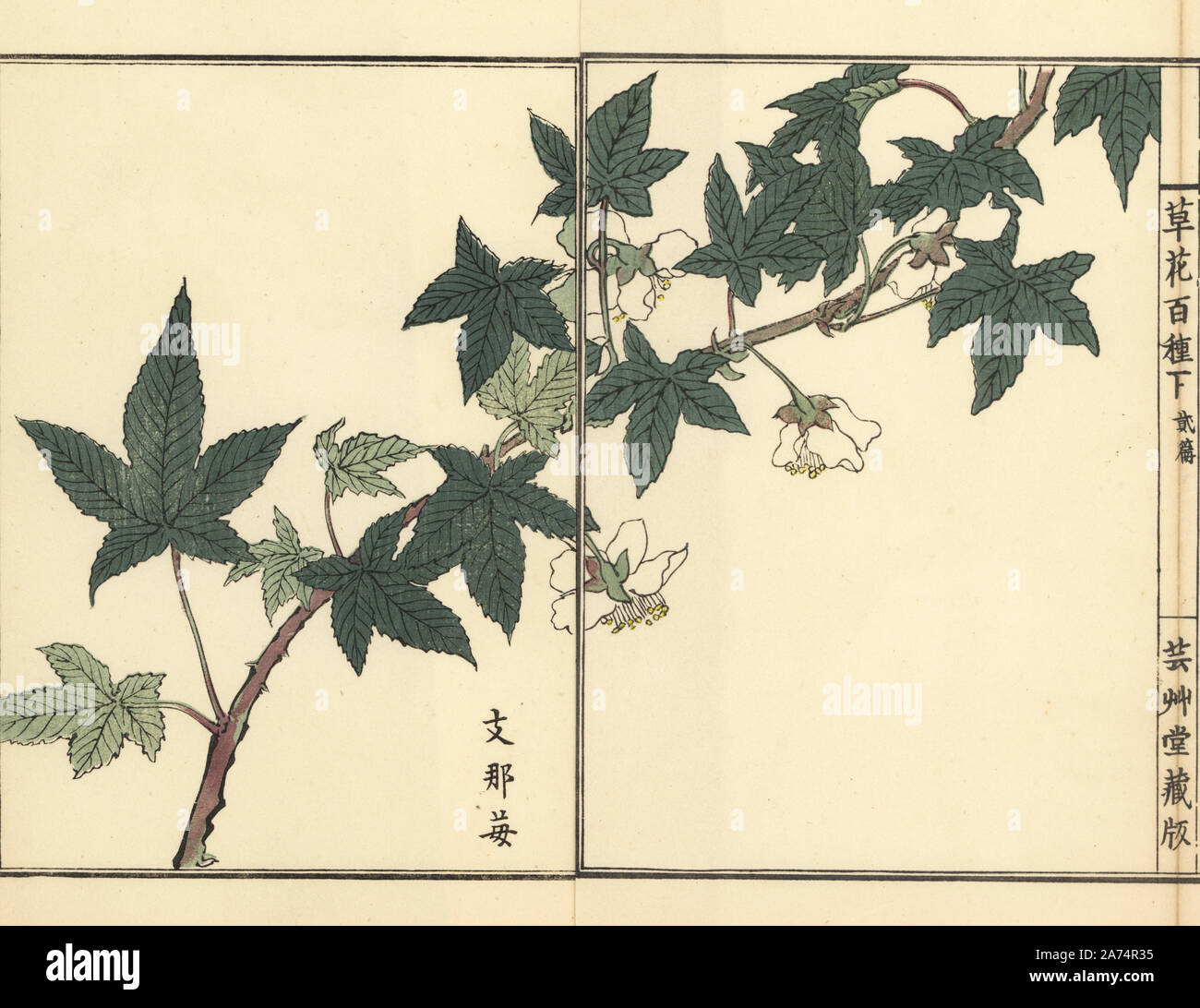 Shina ichigo or Korean strawberry, Fragaria ananassa. Handcoloured woodblock print by Kono Bairei from Kusa Bana Hyakushu (One Hundred Varieties of Flowers), Tokyo, Yamada, 1901. Stock Photo