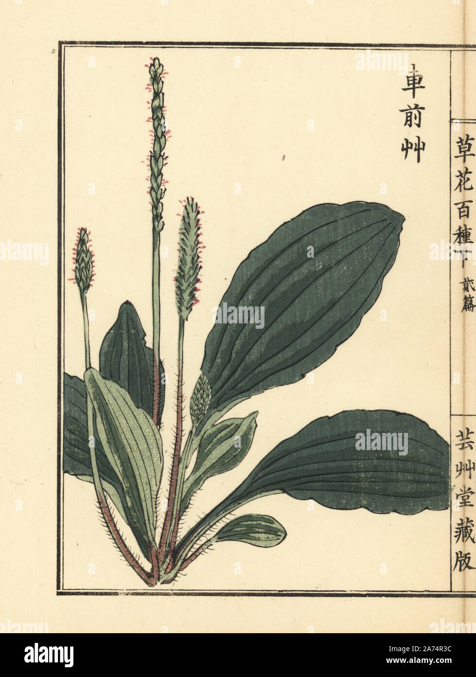 Shazensou, obako, or Chinese plantain, Plantago asiatica. Handcoloured woodblock print by Kono Bairei from Kusa Bana Hyakushu (One Hundred Varieties of Flowers), Tokyo, Yamada, 1901. Stock Photo