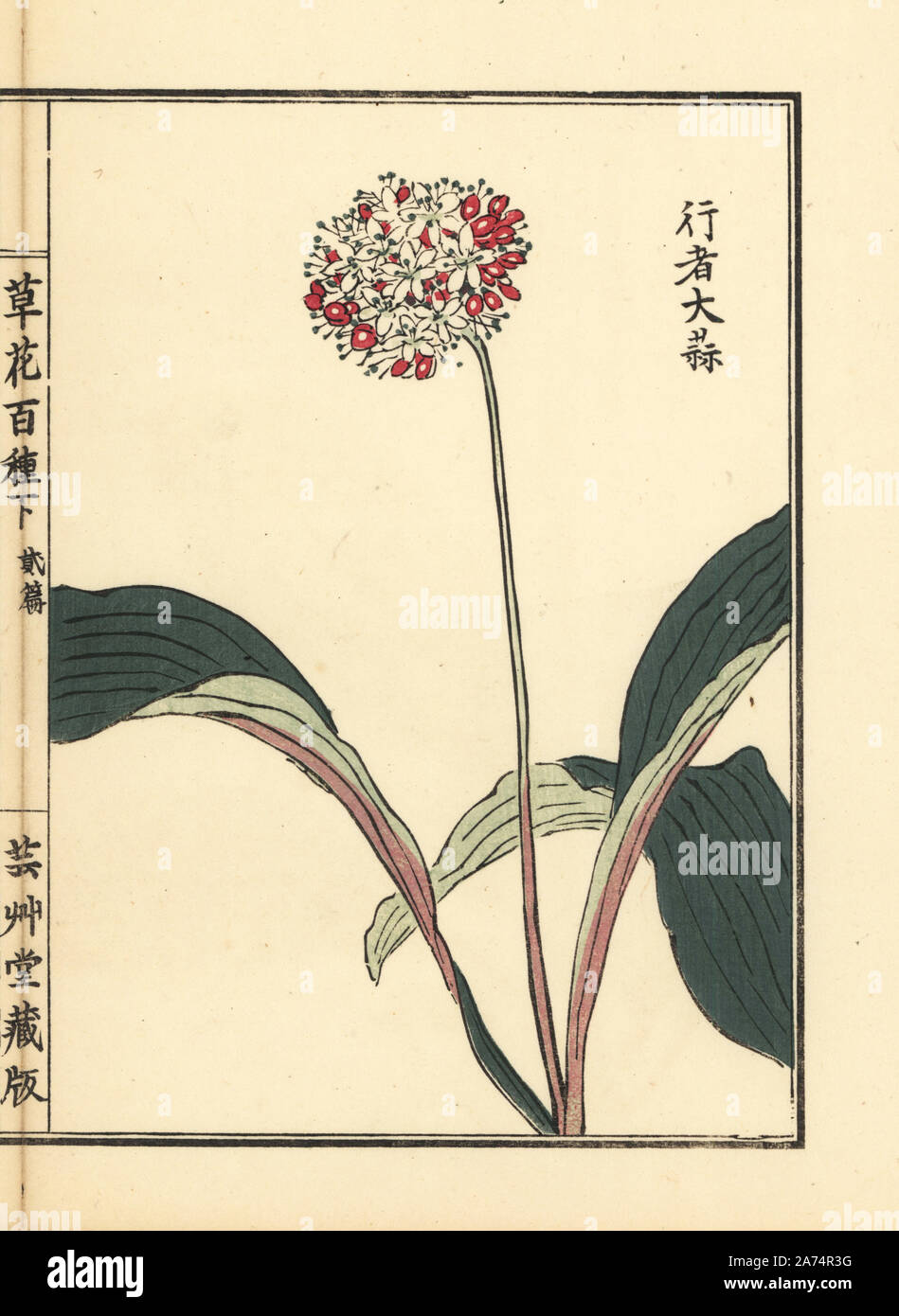 Gyoja ninniku or victory onion, Allium victorialis. Handcoloured woodblock print by Kono Bairei from Kusa Bana Hyakushu (One Hundred Varieties of Flowers), Tokyo, Yamada, 1901. Stock Photo