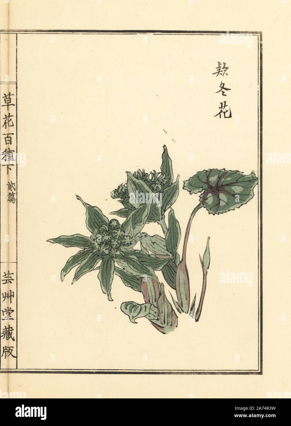 Kantouka, fuki or bog rhubarb, Petasites japonicus. Handcoloured woodblock print by Kono Bairei from Kusa Bana Hyakushu (One Hundred Varieties of Flowers), Tokyo, Yamada, 1901. Stock Photo