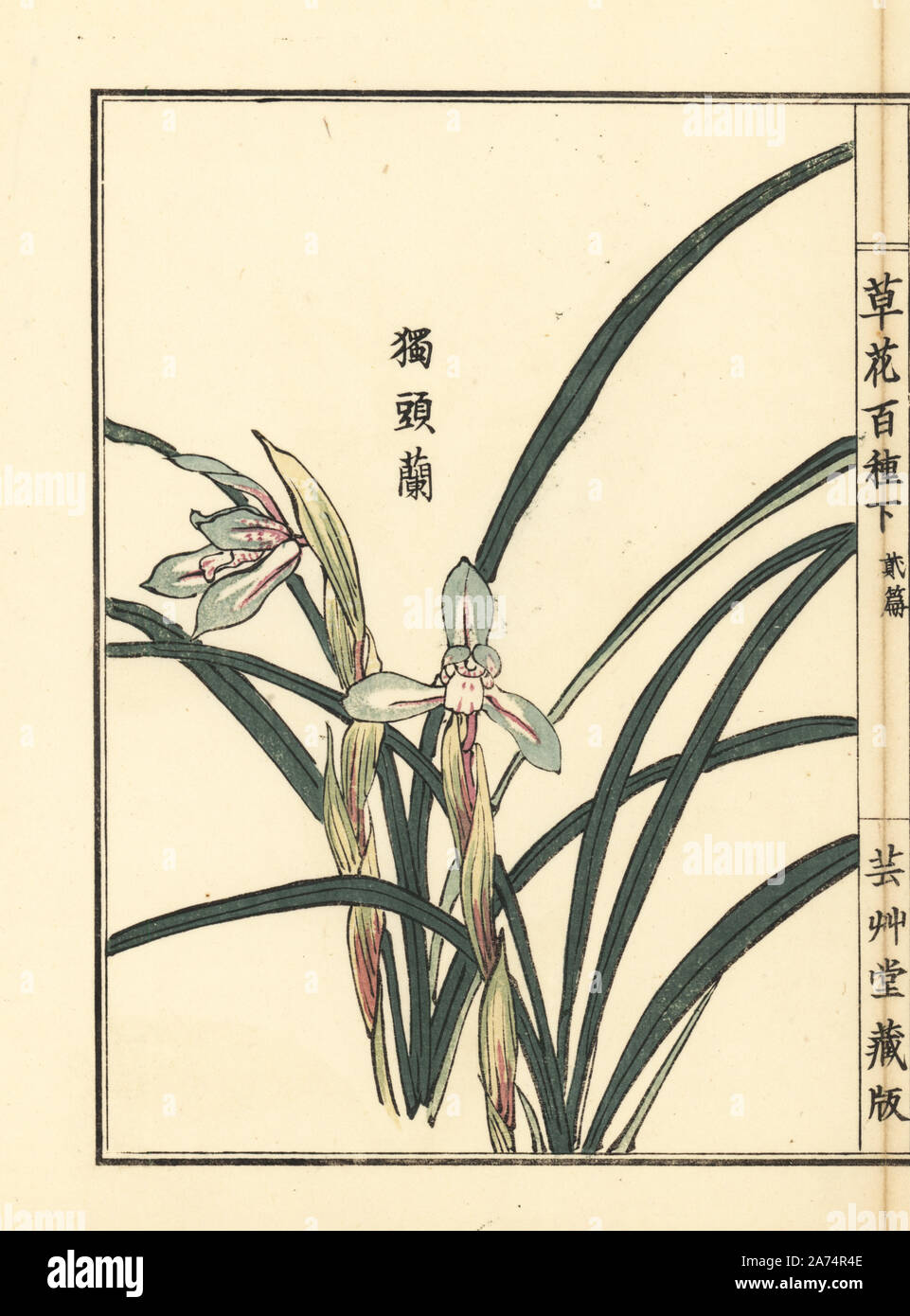 Dokutoran, shuran or noble orchid, Cymbidium goeringii. Handcoloured woodblock print by Kono Bairei from Kusa Bana Hyakushu (One Hundred Varieties of Flowers), Tokyo, Yamada, 1901. Stock Photo