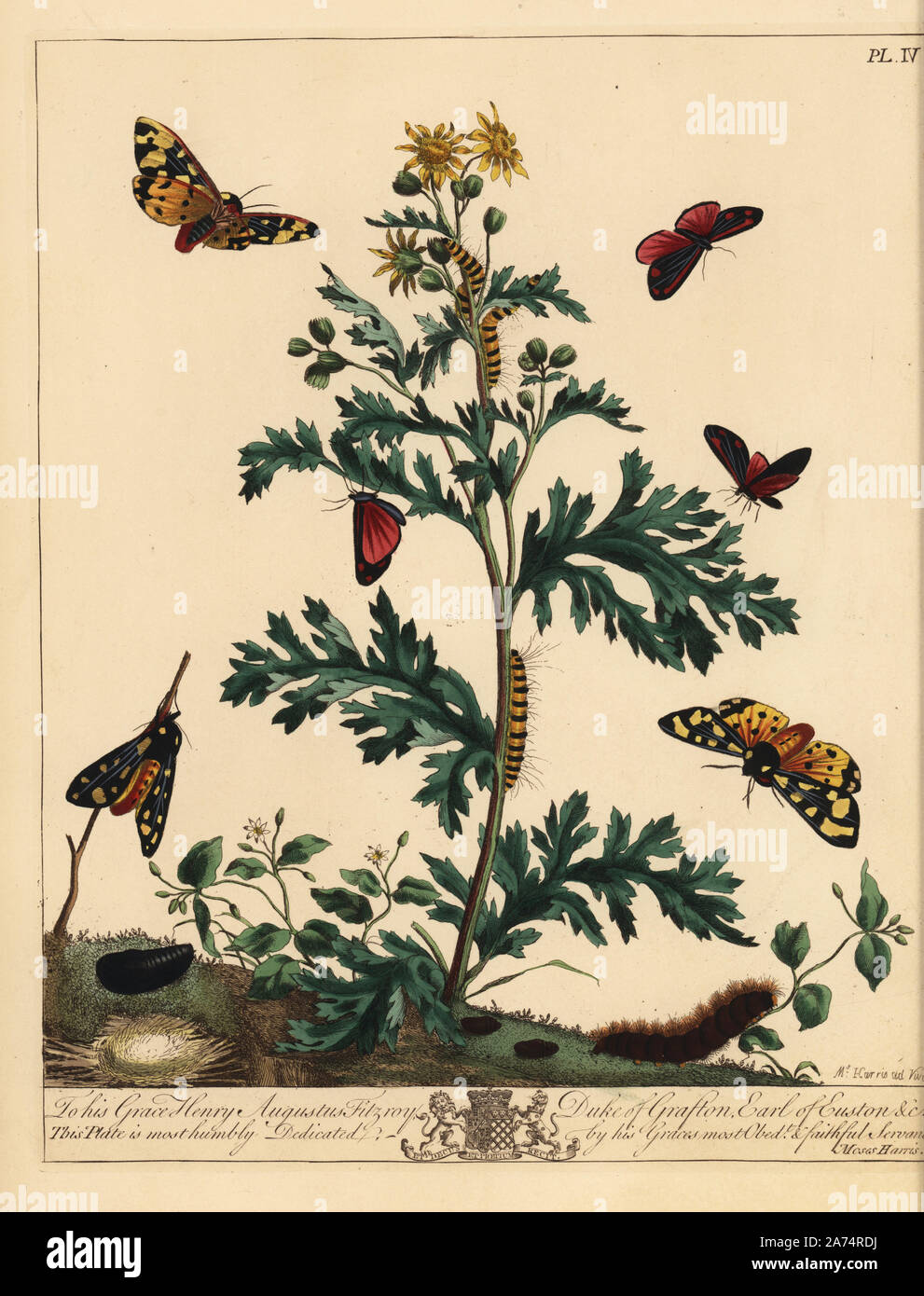 Cinnabar moth, Tyria jacobaeae, cream spot tiger moth, Epicallia villica, and eyed hawkmoth, Smerinthus ocellatus, on a ragwort plant, Jacobaea vulgaris. Moses Harris based his illustration on Jacob l'Admiral's. Handcoloured lithograph after an illustration by Moses Harris from 'The Aurelian; a Natural History of English Moths and Butterflies,' new edition edited by J. O. Westwood, published by Henry Bohn, London, 1840. Stock Photo