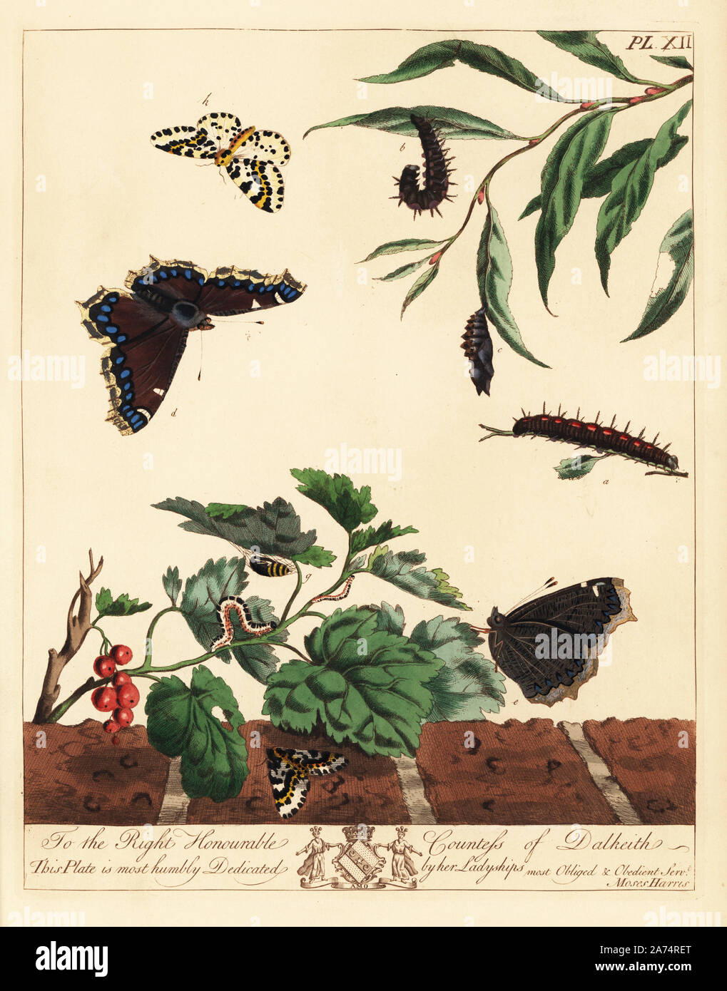 Large magpie moth, Abraxas grossulariata, and Camberwell Beauty butterfly or grand surprise, Nymphalis antiopa. Handcoloured lithograph after an illustration by Moses Harris from 'The Aurelian; a Natural History of English Moths and Butterflies,' new edition edited by J. O. Westwood, published by Henry Bohn, London, 1840. Stock Photo