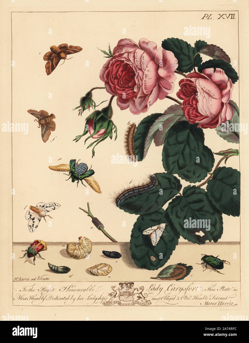 Lackey moth, Malacosoma neustria, white ermine, Spilosoma lubricepeda, and rose beetle, Cetonia aurata, on a rose bush, Rosa centifolia. Handcoloured lithograph after an illustration by Moses Harris from 'The Aurelian; a Natural History of English Moths and Butterflies,' new edition edited by J. O. Westwood, published by Henry Bohn, London, 1840. Stock Photo
