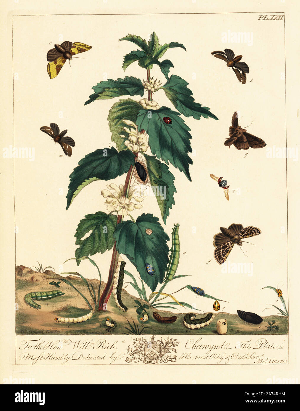 Burnished brass moth, Diachrysia chrysitis, dark gothic, Naenia typica, orange swift, Triodia sylvina, and seven spotted ladybird, Coccinella septempunctata, on a stinging nettle plant, Urtica dioica. Handcoloured lithograph after an illustration by Moses Harris from 'The Aurelian; a Natural History of English Moths and Butterflies,' new edition edited by J. O. Westwood, published by Henry Bohn, London, 1840. Stock Photo