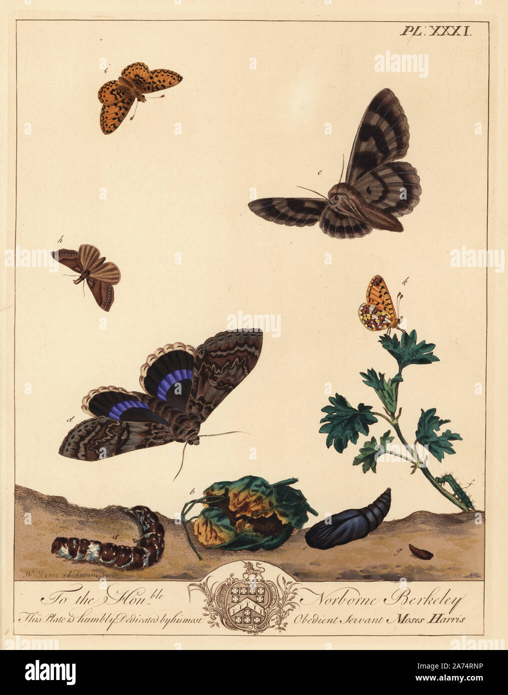 Small pearl bordered fritillary butterfly, Boloria selene, and Clifden nonpareil moth, Catocala fraxini. Handcoloured lithograph after an illustration by Moses Harris from 'The Aurelian; a Natural History of English Moths and Butterflies,' new edition edited by J. O. Westwood, published by Henry Bohn, London, 1840. Stock Photo