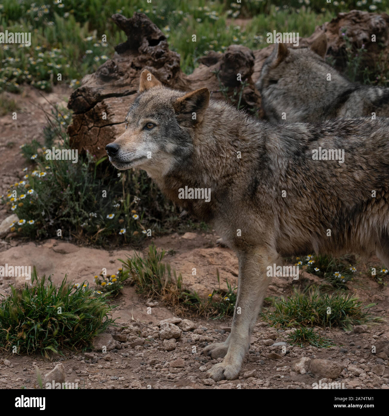 Wolfs Stock Photo