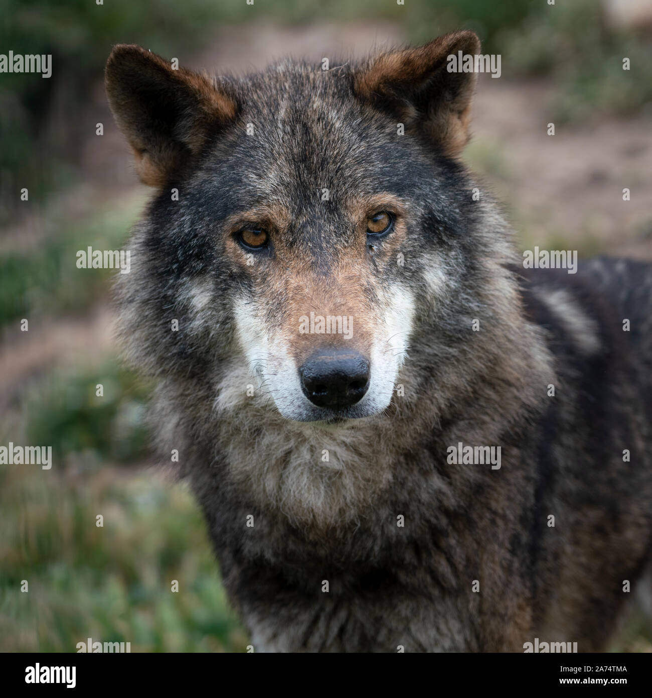Wolfs Stock Photo