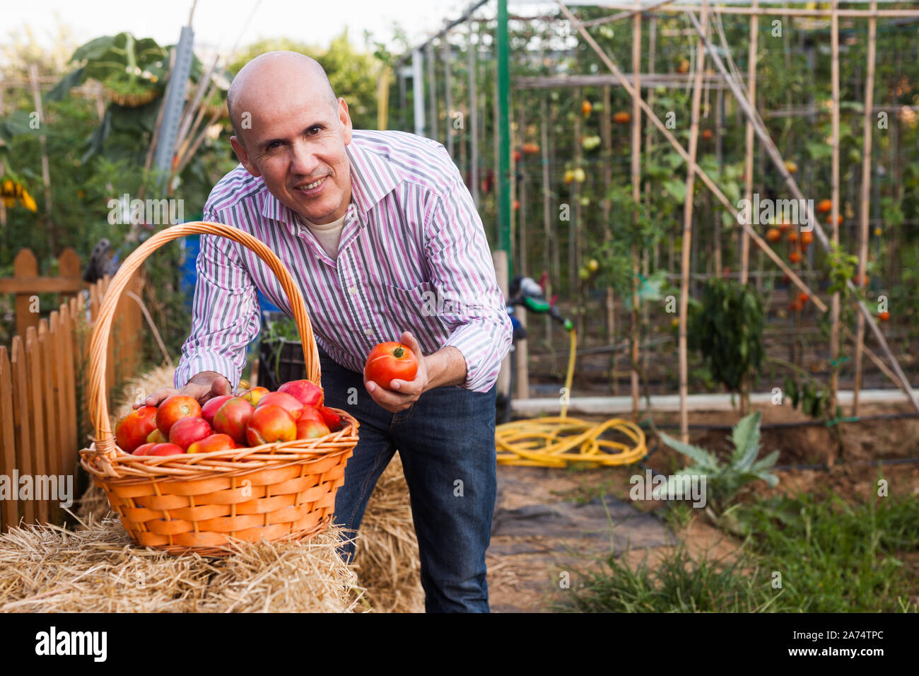 Senior gardener taking basket full of ripe tomatoes in glasshouse Stock ...