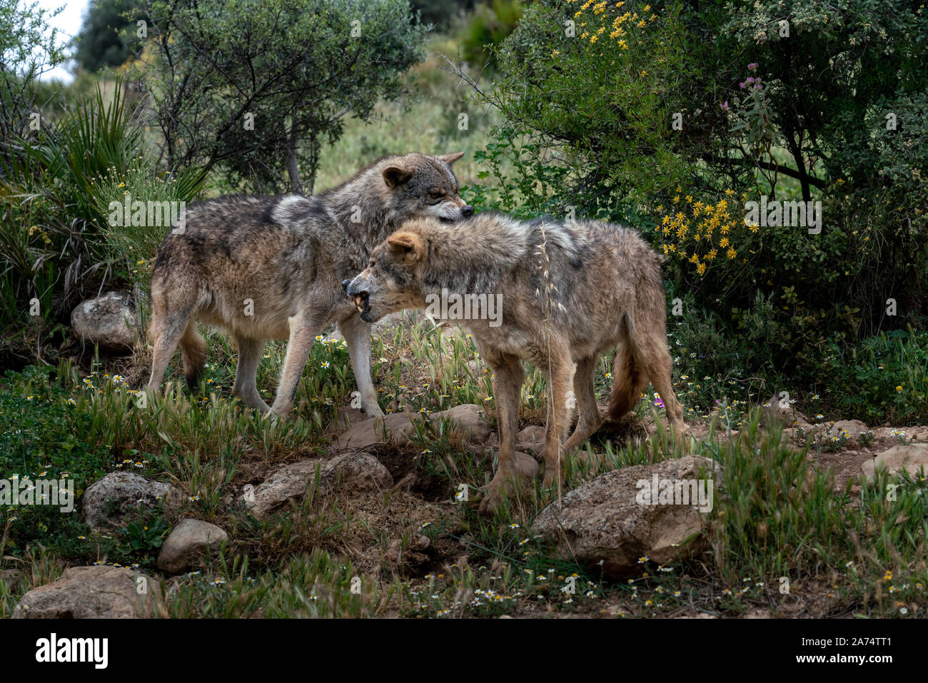 2 wolfs Stock Photo