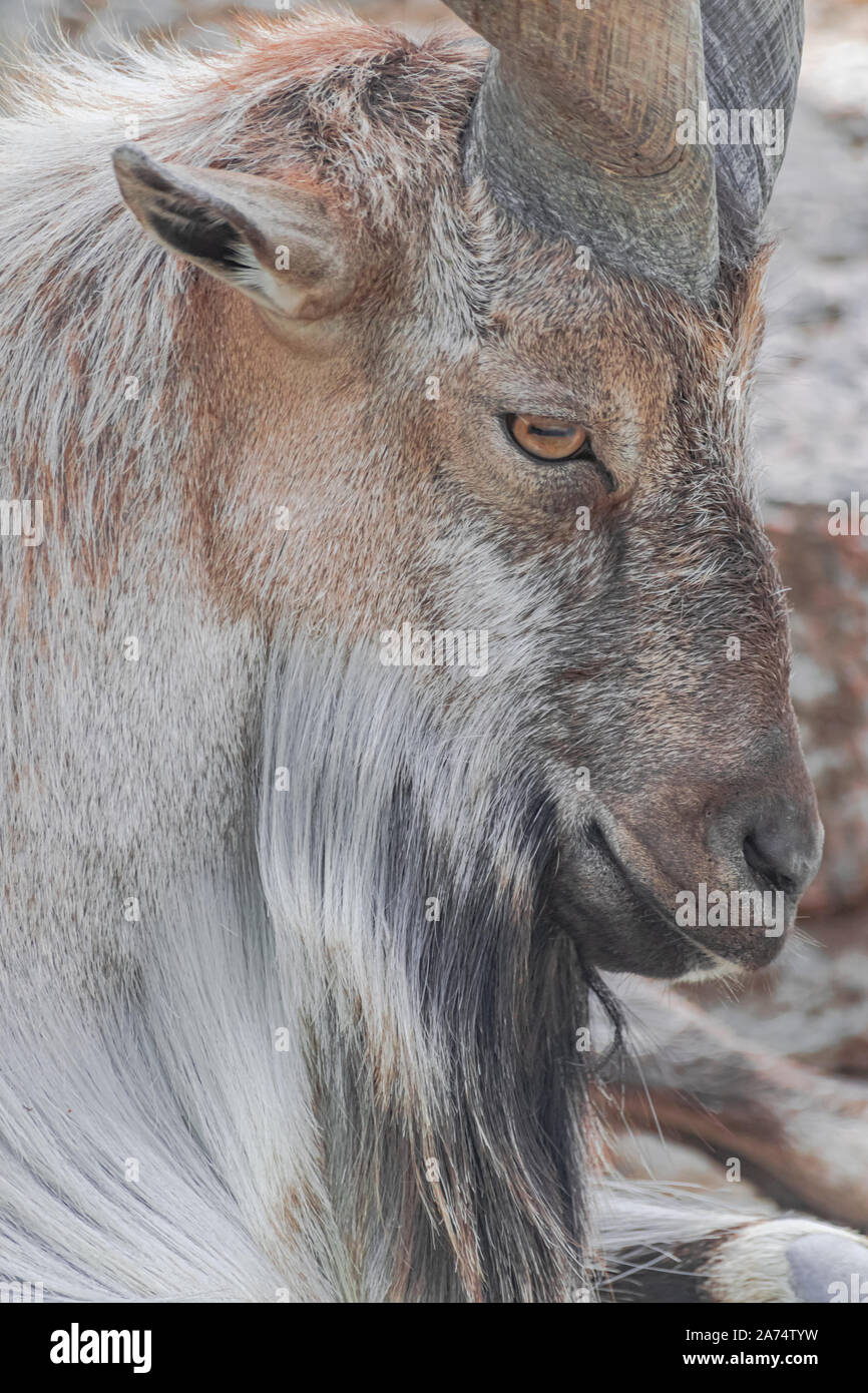 male Markhor, (Capra falconeri), lateral head portrait, close view Stock Photo