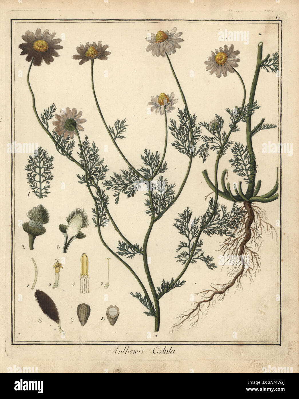 Stinking chamomile, Anthemis cotula. Handcoloured copperplate engraving from Dr. Friedrich Gottlob Hayne's Medical Botany, Berlin, 1822. Hayne (1763-1832) was a German botanist, apothecary and professor of pharmaceutical botany at Berlin University. Stock Photo