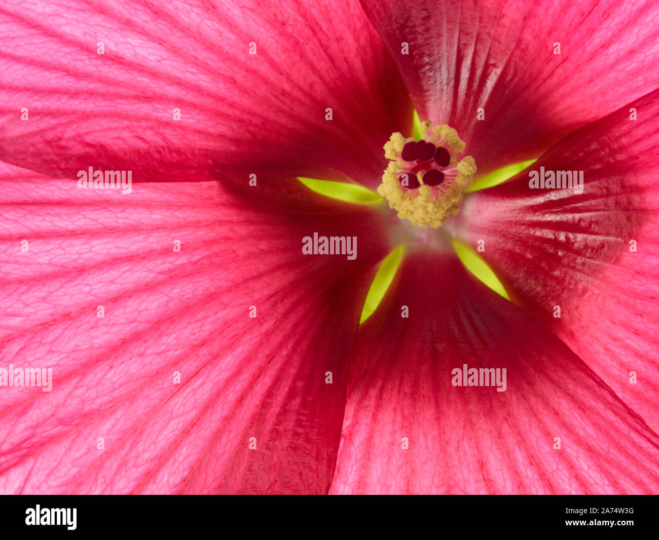 Macro shot hibiscus flower hi-res stock photography and images - Alamy