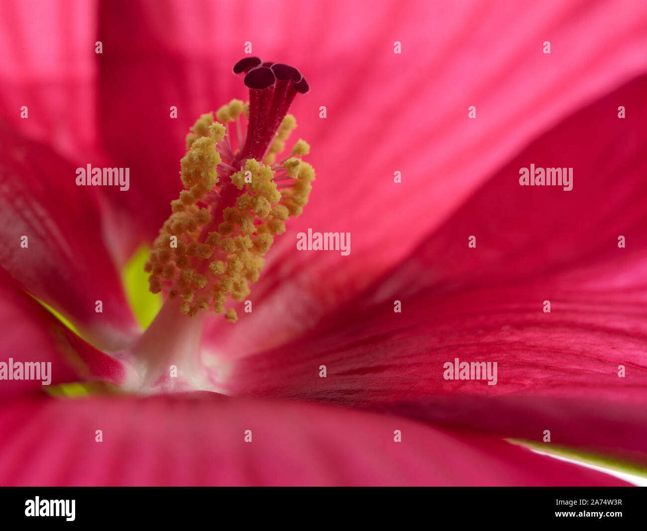 Hibiscus flower macro hi-res stock photography and images - Alamy