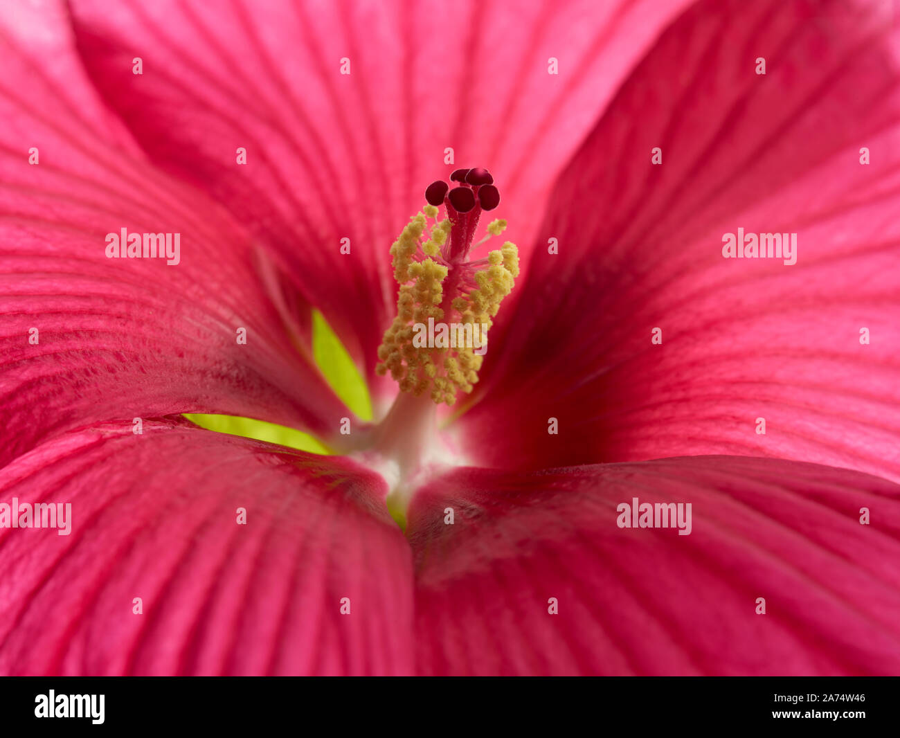 Macro shot hibiscus flower hi-res stock photography and images - Alamy