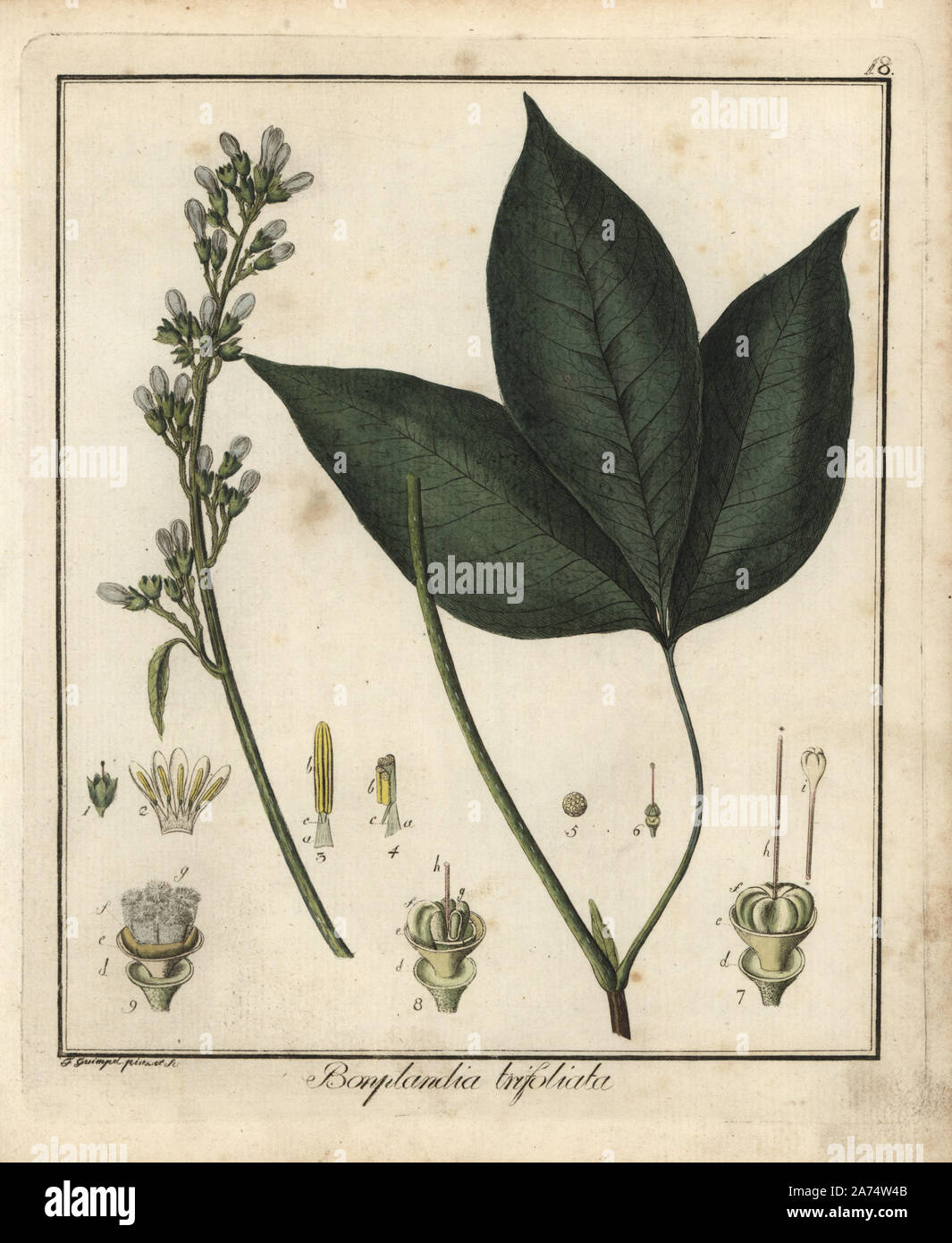 Angostura trifoliata. Handcoloured copperplate engraving by F. Guimpel from his own botanical illustration in Dr. Friedrich Gottlob Hayne's Medical Botany, Berlin, 1822. Hayne (1763-1832) was a German botanist, apothecary and professor of pharmaceutical botany at Berlin University. Stock Photo