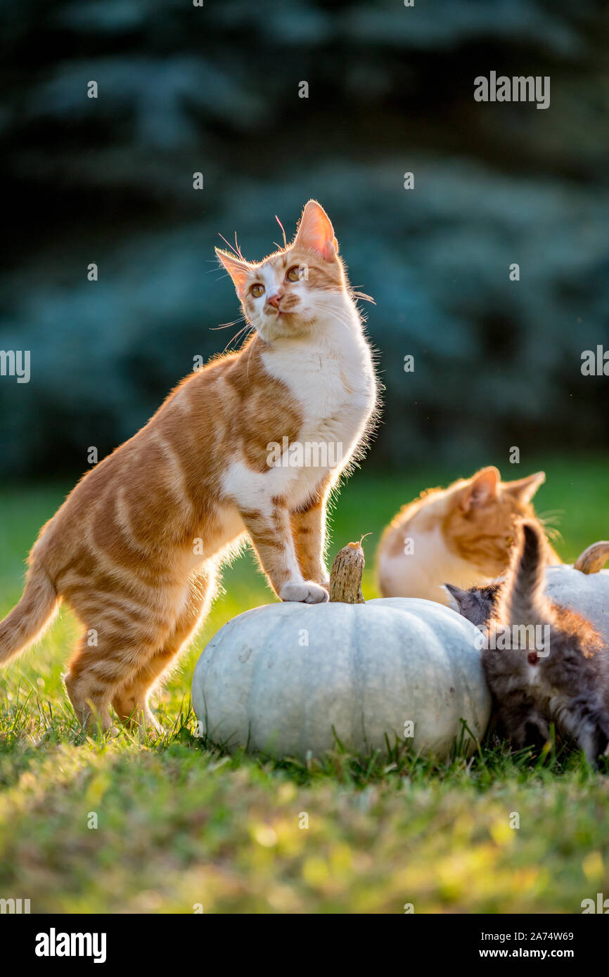 Cute siblings kittens play and sit around pumpkins on green autumn ...