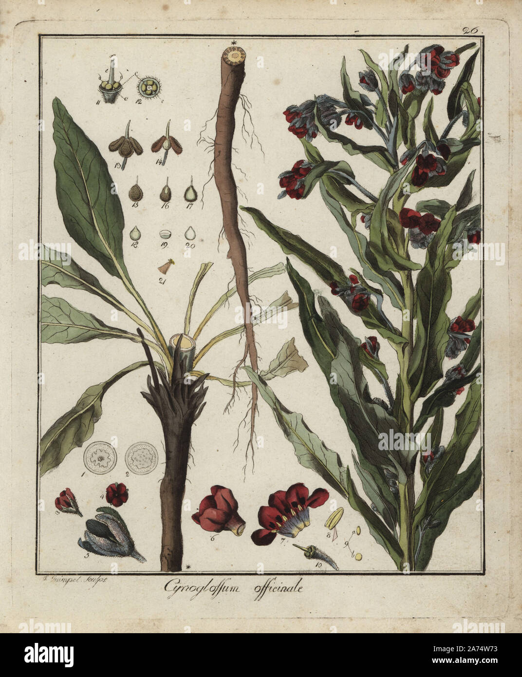Houndstongue, Cynoglossum officinale. Handcoloured copperplate engraving by F. Guimpel from Dr. Friedrich Gottlob Hayne's Medical Botany, Berlin, 1822. Hayne (1763-1832) was a German botanist, apothecary and professor of pharmaceutical botany at Berlin University. Stock Photo